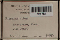 Physarum album image